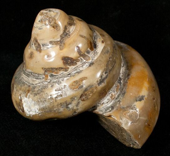 Polished Fossil Snail (Pleurotomaria) #13186